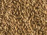 Овес, овсяная крупа, голозерный овес. Продовольственный овес - фото 2