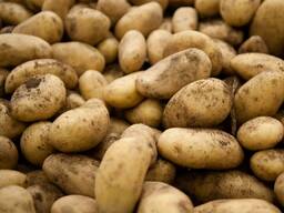 ОВОЩИ И ФРУКТЫ