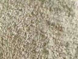 Овёс семенной