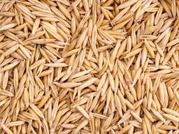 Овёс яровый: Отрада, Скакун, Макс, Тарас