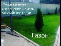 Озеленение Газон
