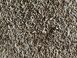 Озимая рожь (2021)