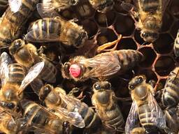 Пчелопакеты карпатка карника