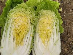 Пекинская Капуста