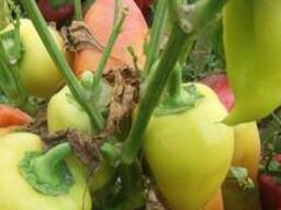 Перец Болгарский