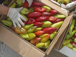 Перец болгарский оптом Казахстан