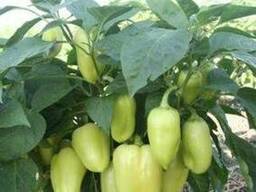 Перец F1 Эривань