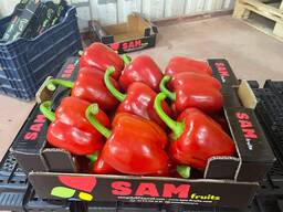 Перец свежий экспорт из Турции