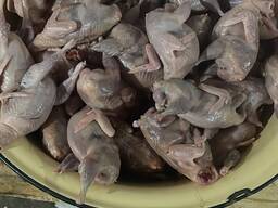 Перепелиное яйцо и мясо