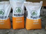 Пионер. Pioneer. Dks. KWS. МАЯМИ. Kaz seed. Жүгері тұқымы. Семена кукурузы. - фото 1