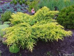 Питомник растений саженцы деревья цветы