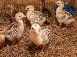 ПК-11 комбикорм для молодняка индеек 1-8 недель