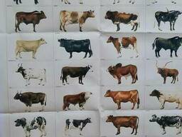 Плем крс из Европы оптом от 33 голов