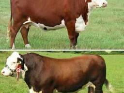 Племенной крупно-рогатый скот