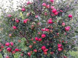 Плодоносящие деревья-крупномеры. Плодовые деревья Алматы