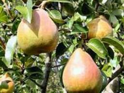 Плодовые деревья.