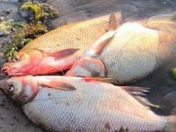 Подлещник для вяление рыбы