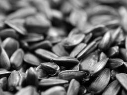 Подсолнечник