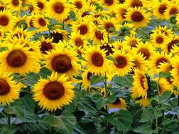 Подсолнечник