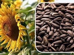 Подсолнечник: Богучарец, Варяг, Иртыш, Юбиляр