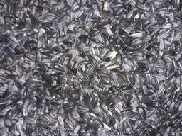 Подсолнечник масличный