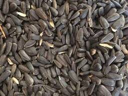 Подсолнечник маслиничный