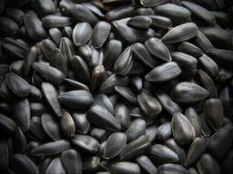 Подсолнечник, семечка