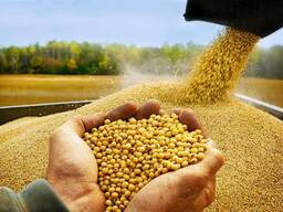 Подсолнечник, Соя, Соевые бобы,