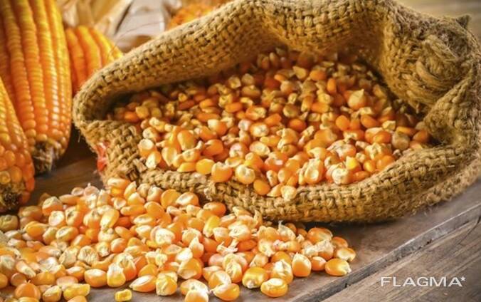Покупаем Зерно и Кукурузу