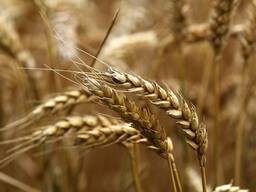 Покупка пшеницы 3,4,5 класс, Ячмень 2 класс, Отруби пшеничные