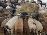 Комбикорм для откорма баранов ОК 82-1 - фото 2