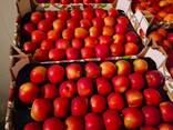 Польские яблоки для Караганды - фото 1