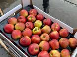Польские яблоки для Караганды - фото 3