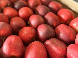 Польские яблоки оптом