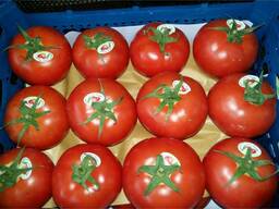 Помидор Иран (цена включая доставку)