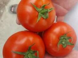 Помидоры