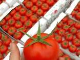 Помидоры - фото 3