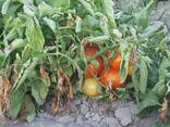 Помидоры - фото 1