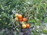 Помидоры - фото 3