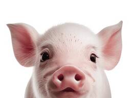 Поросята живые, здоровые.