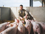 Поросята живые, здоровые. - фото 1