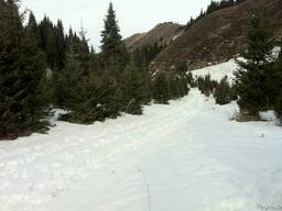 Поставка и посадка саженцев деревьев хвойных пород