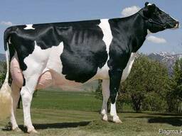 Поставка племенных нетелей