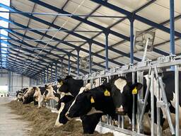 Поставка семени быков-производителей