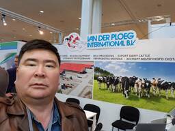 Поставяем оптом по спец заказу от 35 голов , племенные стельные нетели молочных пород из г