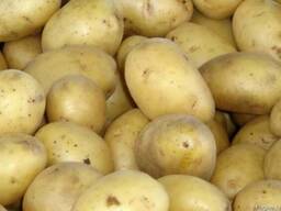 Продаем картофель оптом, урожай 2017г