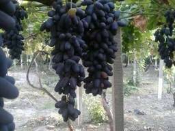 Продаем виноград из Узбекистана