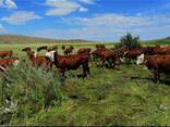 Продается действующее крестьянское хозяйство Герефорд. С сеном - фото 2