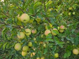 Продается яблоневый сад