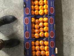 Продам Апельсин мандарин киви Гранат